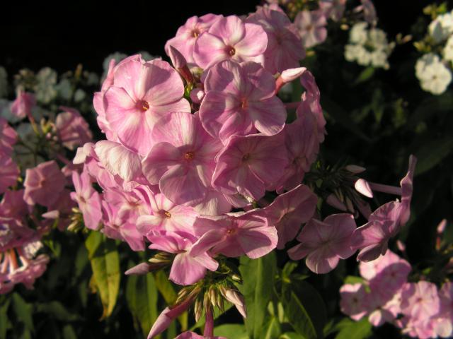PICT0634