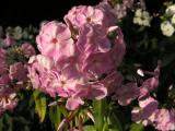 PICT0634
