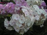 PICT0687