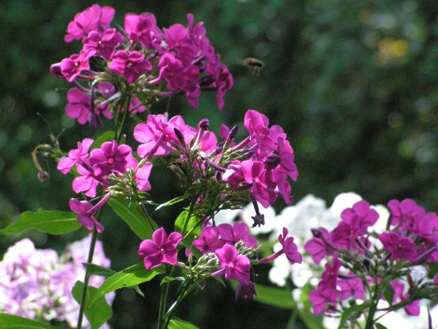 PICT0709
