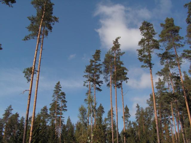 PICT0811