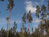 PICT0811